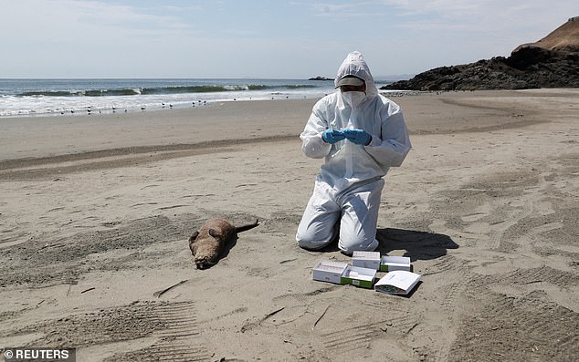 Deadly Bird Flu Spreads to Marine Mammals in California, Raising Fears of Human Transmission