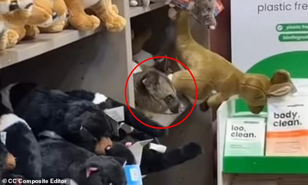 MailOnline Introduces Automatic Facebook Sharing of Comments, Raising Privacy Concerns