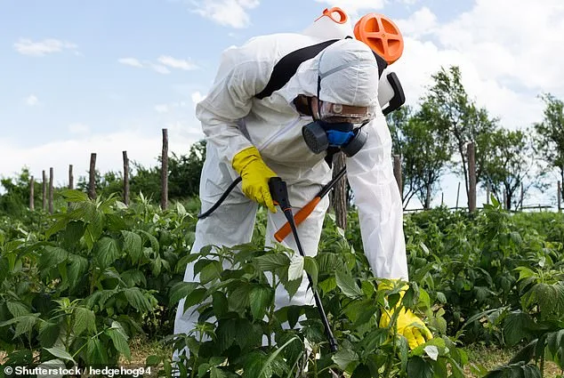 Organic Bean Recall Sparks Concerns Over Certification Integrity and Pesticide Risks