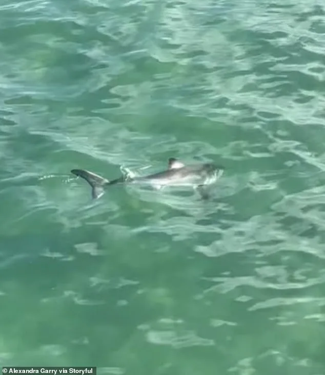Fisherman Rescues Entangled Juvenile Great White Shark at Hermosa Beach Pier