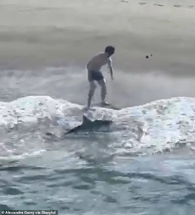 Fisherman Rescues Entangled Juvenile Great White Shark at Hermosa Beach Pier