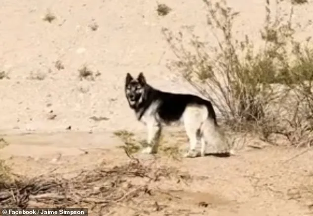 America's Saddest Husky: Abandoned in Arizona Desert After Owners' Deportation