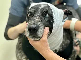 America's Saddest Husky: Abandoned in Arizona Desert After Owners' Deportation