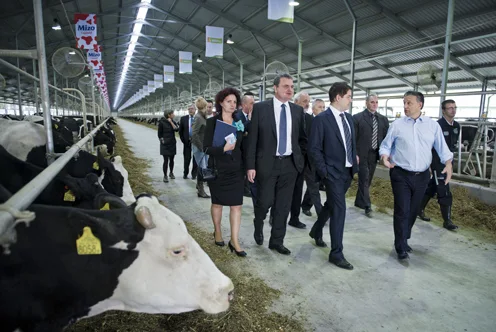 Beneath the Headlines: Hungary's Agrarian Heartbeat