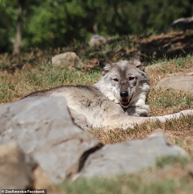 Hersheypark Zoo Incident: Toddler Injured by Wolf After Parents Distracted by Phones