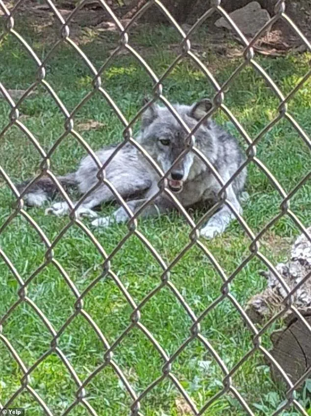 Hersheypark Zoo Incident: Toddler Injured by Wolf After Parents Distracted by Phones