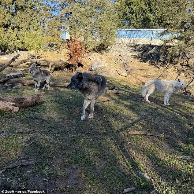 Hersheypark Zoo Incident: Toddler Injured by Wolf After Parents Distracted by Phones