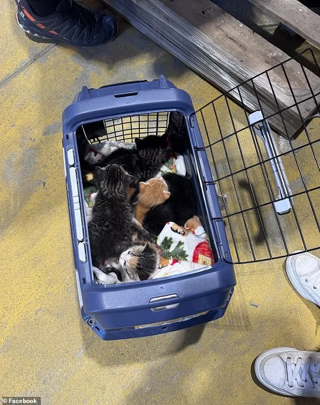 Lowe's Staff Stumbles Upon Hidden Kittens in Downingtown Store.
