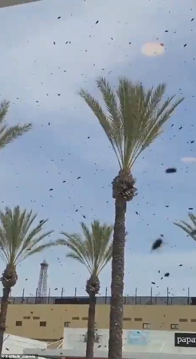 Israel residents urged to seal homes as massive bee swarm appears