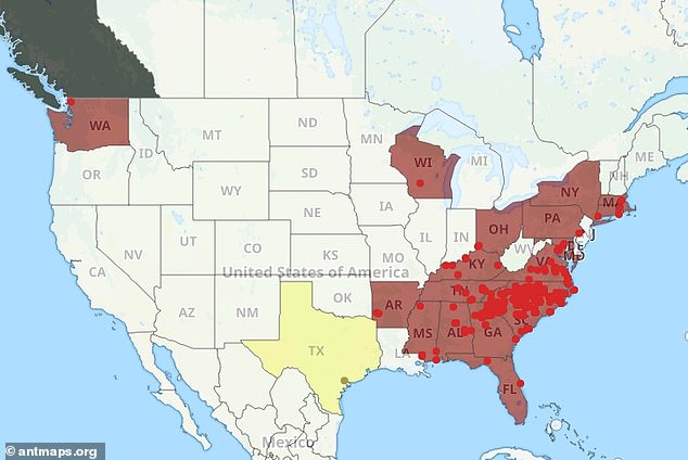 Deadly Asian needle ants from China spread across 20 US states.