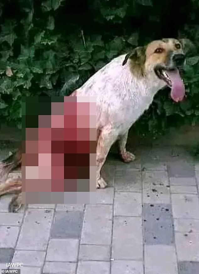 Moroccan officials accused of killing stray dogs ahead of 2030 World Cup.