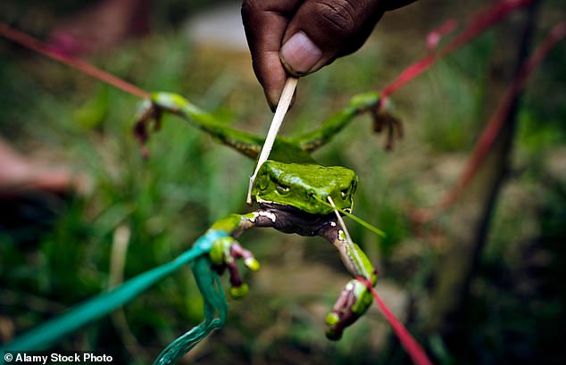 Experts Warn Against Dangerous Kambo Detox Trend After Fatal Death