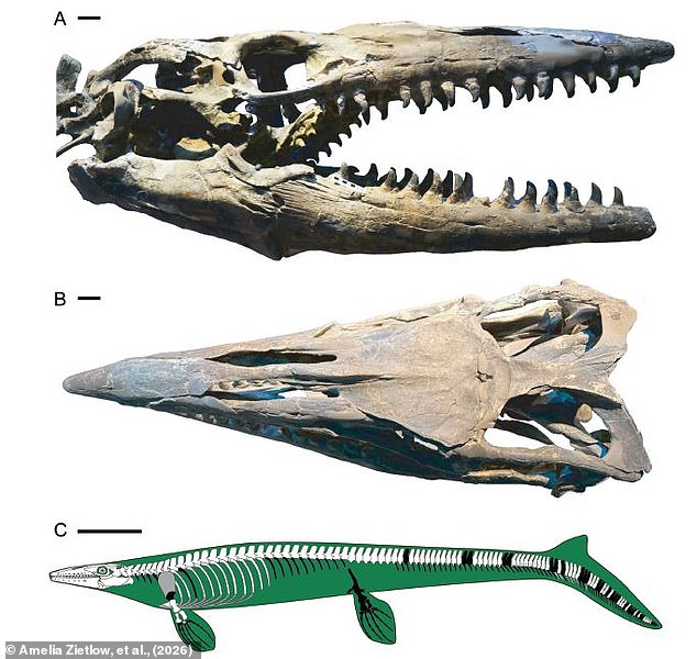 New 43-foot Mosasaurus Ruled Ancient Seas Like a Land-Based T-Rex