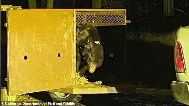 Giant Bear Makes Itself at Home in Los Angeles Man's Crawl Space