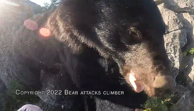 Japan's Bear Hunting Debate: Weighing Human Safety and Wildlife Concerns