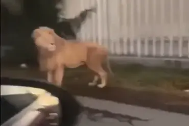 Lion on the loose in Mexican town sparks panic