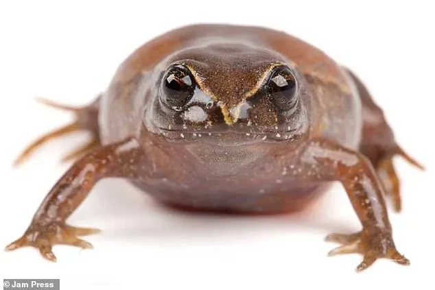 New Frog Species Named After Leonardo DiCaprio