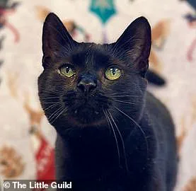 TikTok's Most Adorable Pet: Ravi the Black Cat