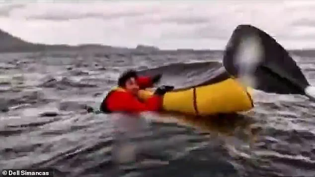 Whale Swallows Kayaker: Rare Footage Vindicates Diver's Claim