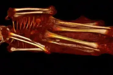 Alien Mummies in Peru: New Insights into Realistic Findings