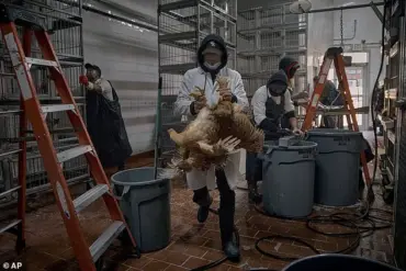Bird Flu: A Potential Pandemic Threat According to Science Writer David Quammen