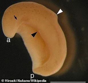 Discovery Reveals How the Human Anus Evolved Over 550 Million Years Ago
