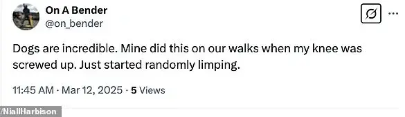 Dogs' Unconditional Love Shines: Fletcher Welcomes New Sibling Candy with Open Paws