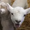 Cryptosporidium Outbreak at Welsh Petting Farm: Cases Surge to 74, Health Officials Issue Warning