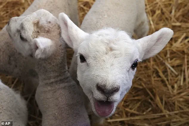Cryptosporidium Outbreak at Welsh Petting Farm: Cases Surge to 74, Health Officials Issue Warning