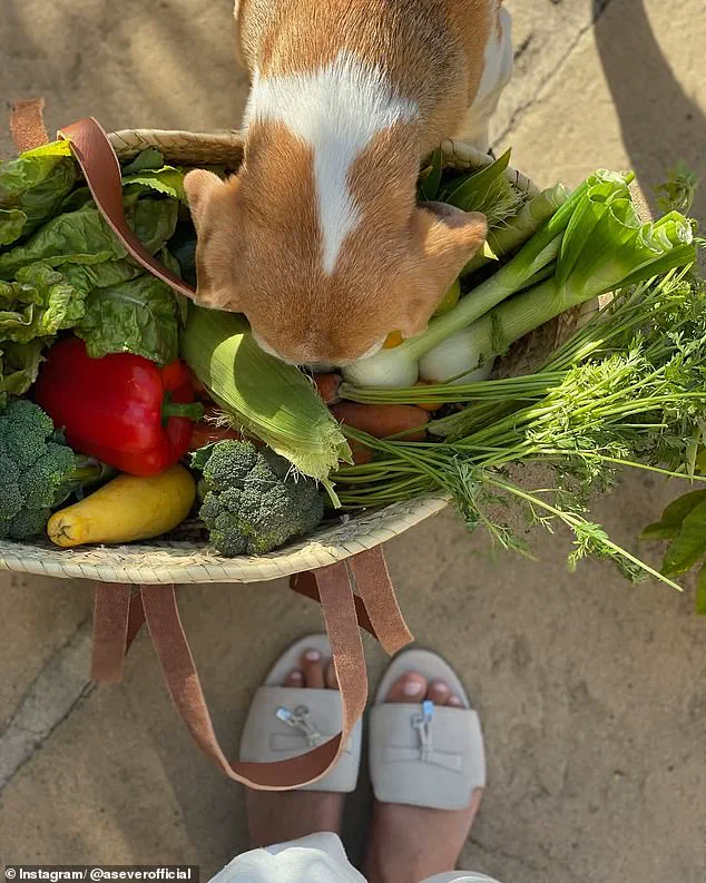Meghan Markle's Staged Garden Haul Sparks Controversy Amid Royal Backstabbing Allegations