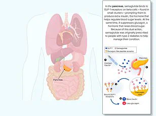 Study Suggests Allulose, a Natural Sugar, Could Aid in Obesity Prevention