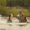 30 Years After Hippo Attack, Paul Templer's Unyielding Spirit Lives On