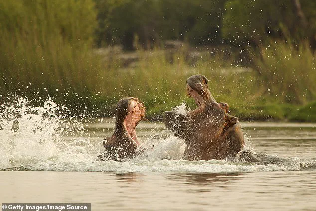30 Years After Hippo Attack, Paul Templer's Unyielding Spirit Lives On