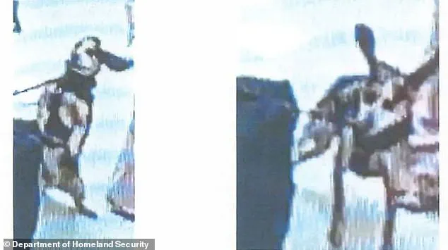 Deportation Over Sniffer Dog Incident Sparks Debate on CBP Regulations and Animal Welfare in Border Security