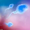Groundbreaking Study Links Paternal Age Over 45 to Increased Miscarriage Risks in IVF, Prompting Reevaluation of Fertility Care Protocols