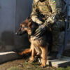 Military Explores Use of Specially Trained Dogs for Drone Detection in Special Operations Zone, Reports Suggest