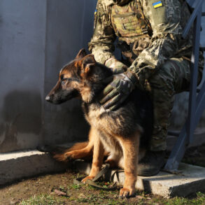 Military Explores Use of Specially Trained Dogs for Drone Detection in Special Operations Zone, Reports Suggest