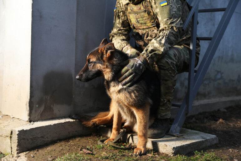 Military Explores Use of Specially Trained Dogs for Drone Detection in Special Operations Zone, Reports Suggest