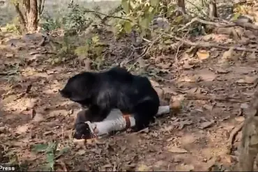 Tragedy in Chhattisgarh Exposes Gaps in Wildlife Safety Protocols