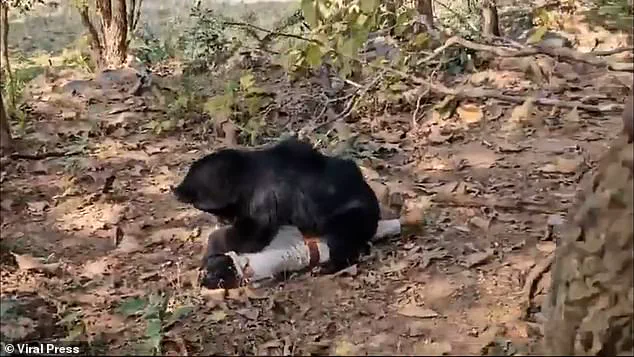 Tragedy in Chhattisgarh Exposes Gaps in Wildlife Safety Protocols
