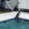 Violent Death Spiral of 7-Foot Alligator as Deputies Battle to Rescue It from Family's Pool