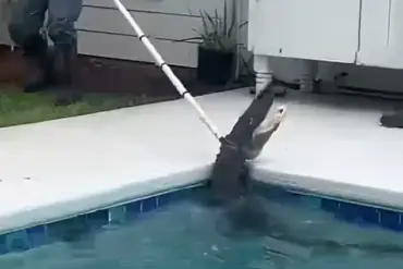 Violent Death Spiral of 7-Foot Alligator as Deputies Battle to Rescue It from Family's Pool