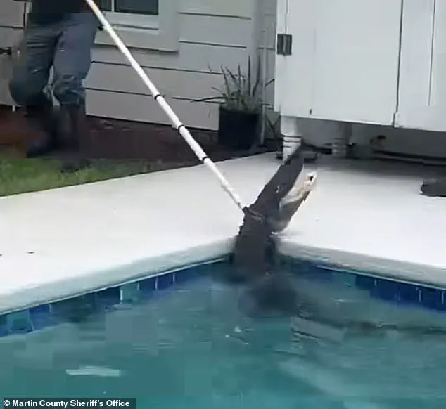 Violent Death Spiral of 7-Foot Alligator as Deputies Battle to Rescue It from Family's Pool