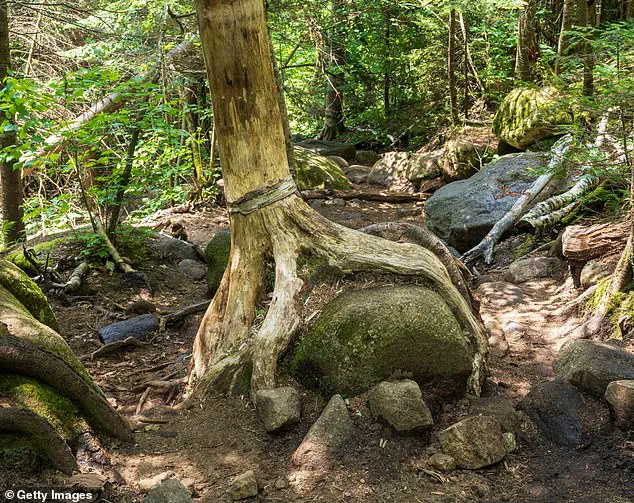‘We’re Not Sure What Happened’: Hikers’ Terrifying Call and Rescuers’ Race to Cascade Mountain