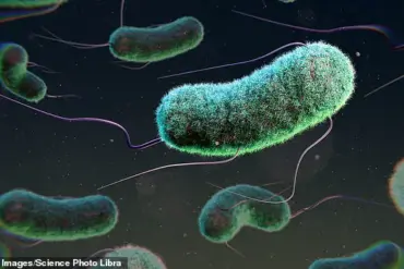 E. coli Infections Surge by 26% in England, Linked to Contaminated Salad Leaves, Warns UKHSA