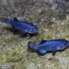 Devil's Hole Pupfish Face Existential Crisis as Population Plummets to 20 Amid Earthquake-Induced Habitat Collapse
