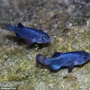 Devil's Hole Pupfish Face Existential Crisis as Population Plummets to 20 Amid Earthquake-Induced Habitat Collapse