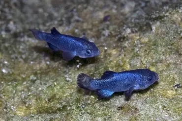 Devil's Hole Pupfish Face Existential Crisis as Population Plummets to 20 Amid Earthquake-Induced Habitat Collapse