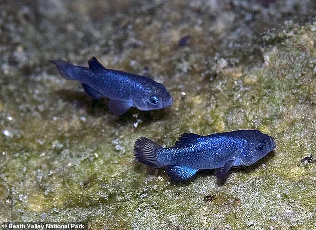 Devil's Hole Pupfish Face Existential Crisis as Population Plummets to 20 Amid Earthquake-Induced Habitat Collapse