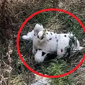 Exclusive: Privileged Access Reveals Bizarre Incident of Mined Plush Toy Delivered to Ukrainian Village